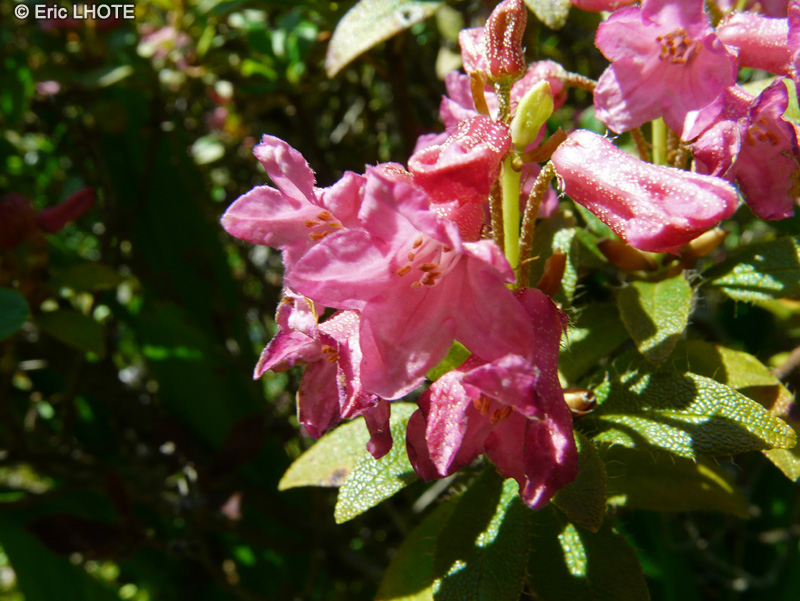  - Rhododendron hirsutum - 