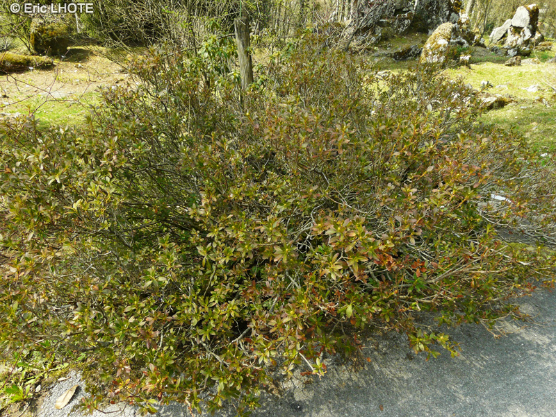 Ericaceae - Rhododendron hirsutum - Rhododendron hirsute, Rhododendron poilu