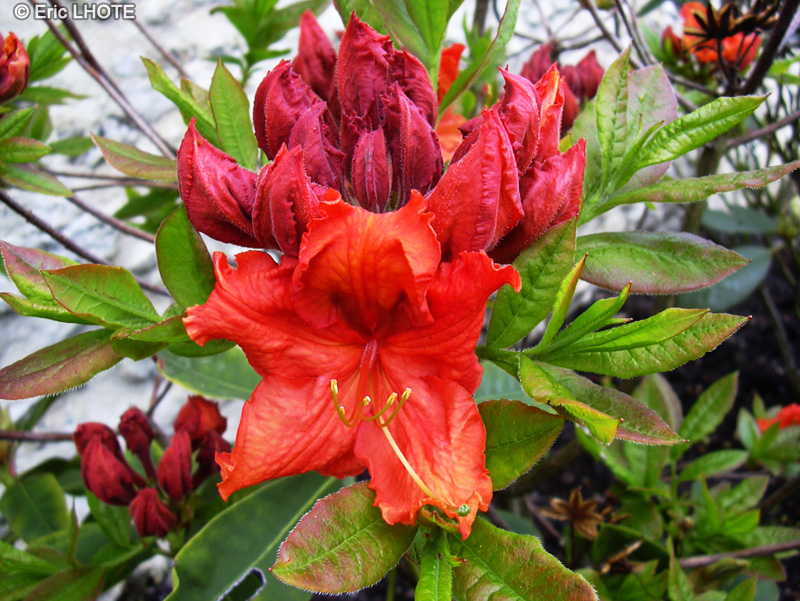  - Rhododendron japonicum - 