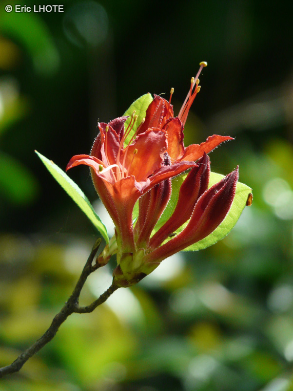  - Rhododendron luteum Sang de Gentbrugge - 