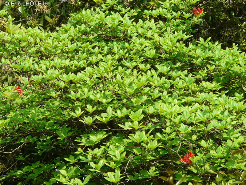Ericaceae - Rhododendron luteum Sang de Gentbrugge - Rhododendron