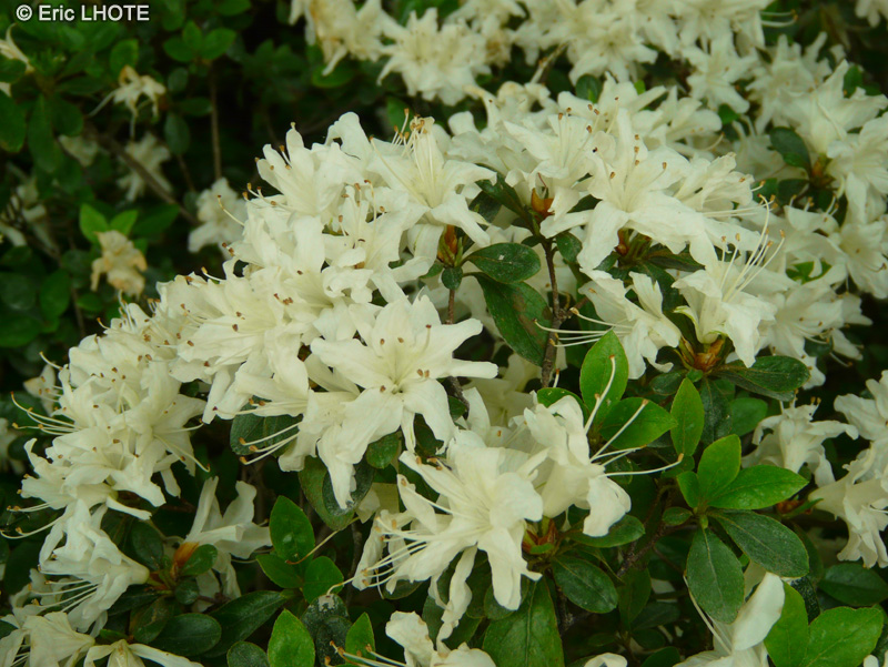  - Rhododendron obtusum amoenum Snow - 