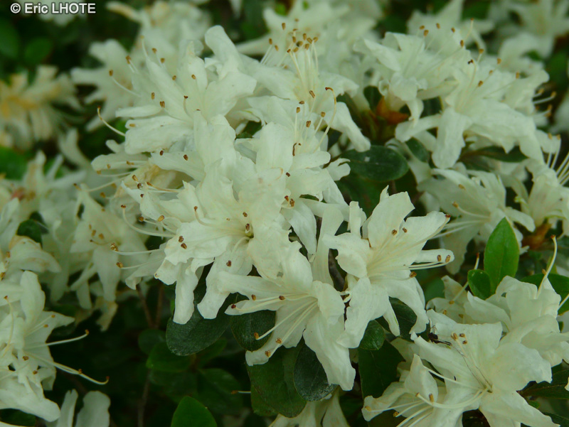 Ericaceae - Rhododendron obtusum amoenum Snow - Rhododendron