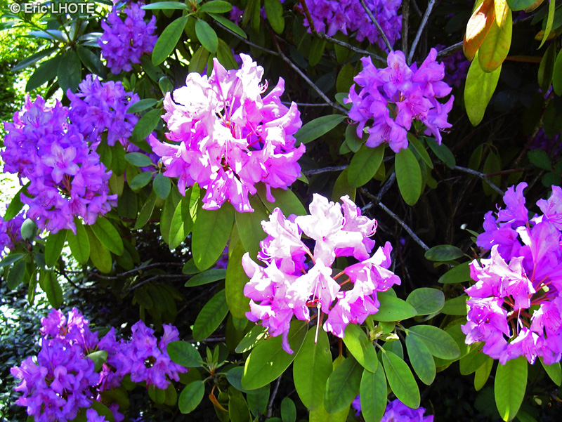  - Rhododendron ponticum - 