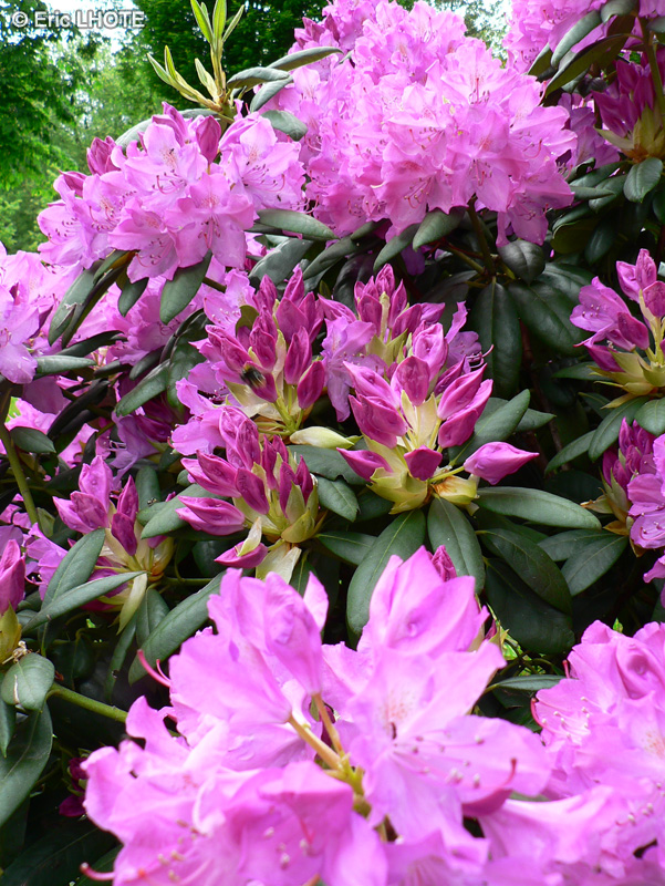  - Rhododendron ponticum - 