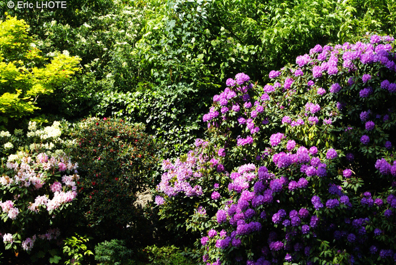 Ericaceae - Rhododendron ponticum - Rhododendron pontique
