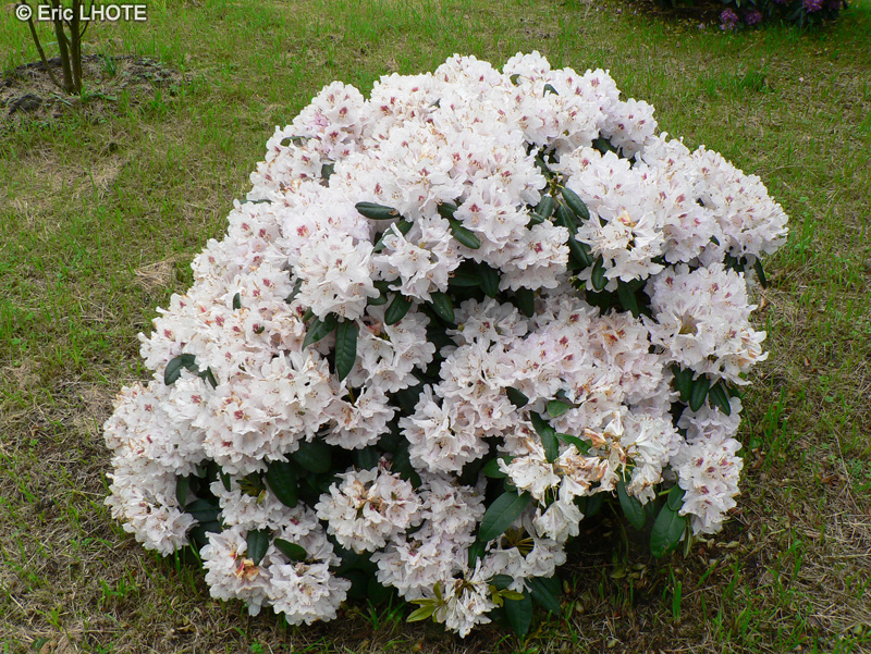  - Rhododendron x - 