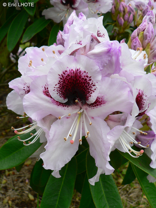  - Rhododendron x - 