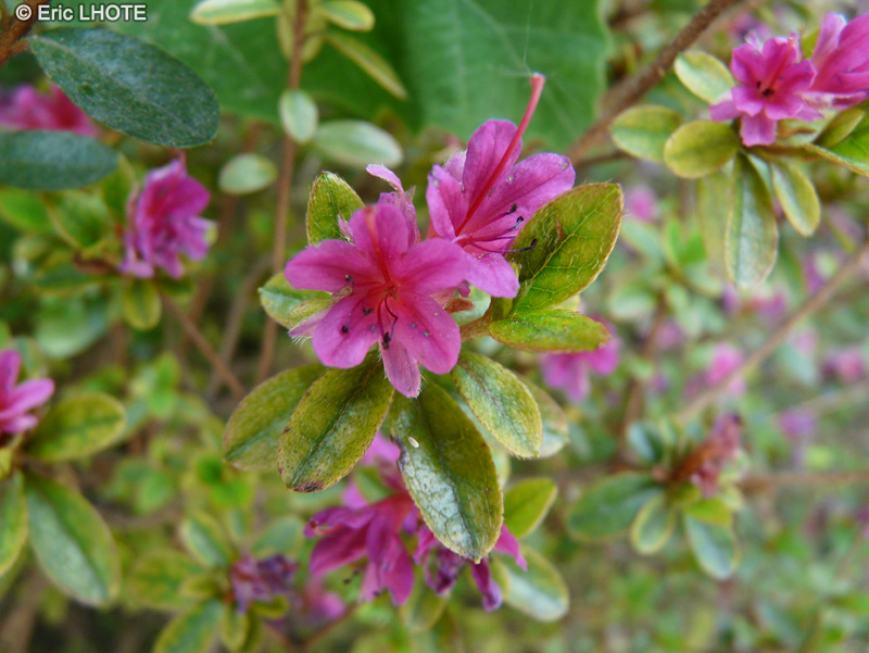 Ericaceae - Rhododendron x obtusum Amoenum - Rhododendron