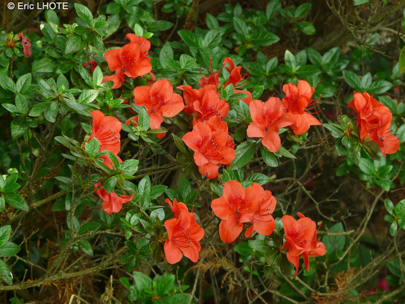 Ericaceae - Rhododendron x obtusum Wuy'ks Orange - Rhododendron