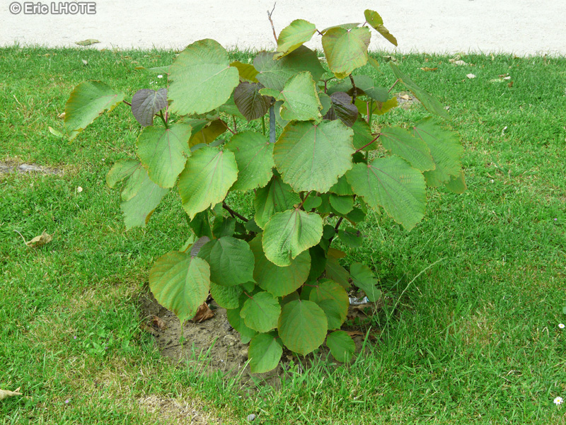 Euphorbiaceae - Alchornea davidii - Shanmagan