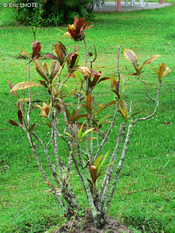 Euphorbiaceae - Codiaeum variegatum - Croton