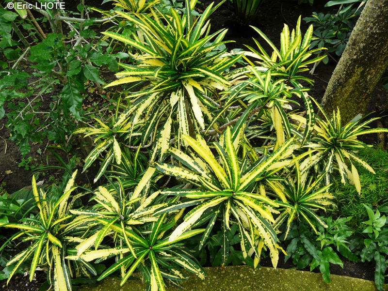 Euphorbiaceae - Codiaeum variegatum pictum - Croton