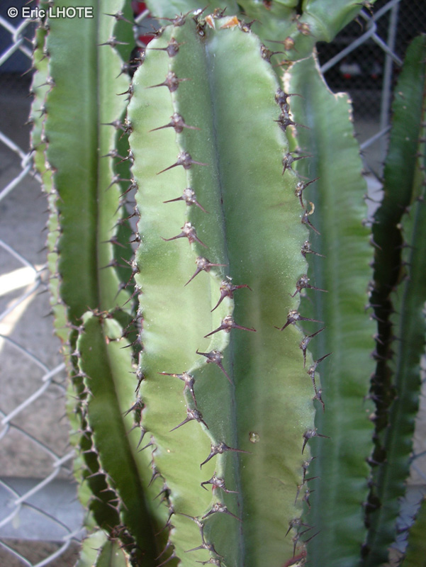  - Euphorbia candelabrum - 