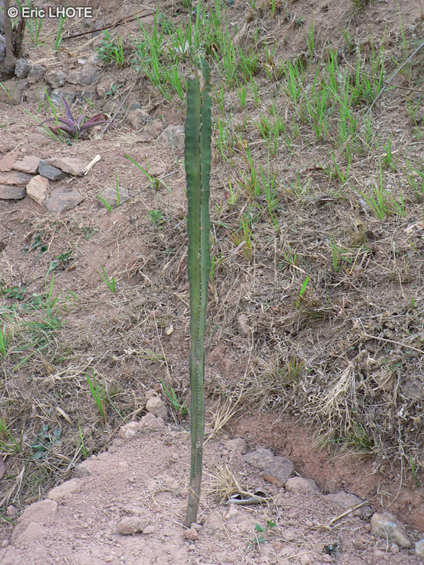 Euphorbiaceae - Euphorbia candelabrum - Euphorbe candélabre