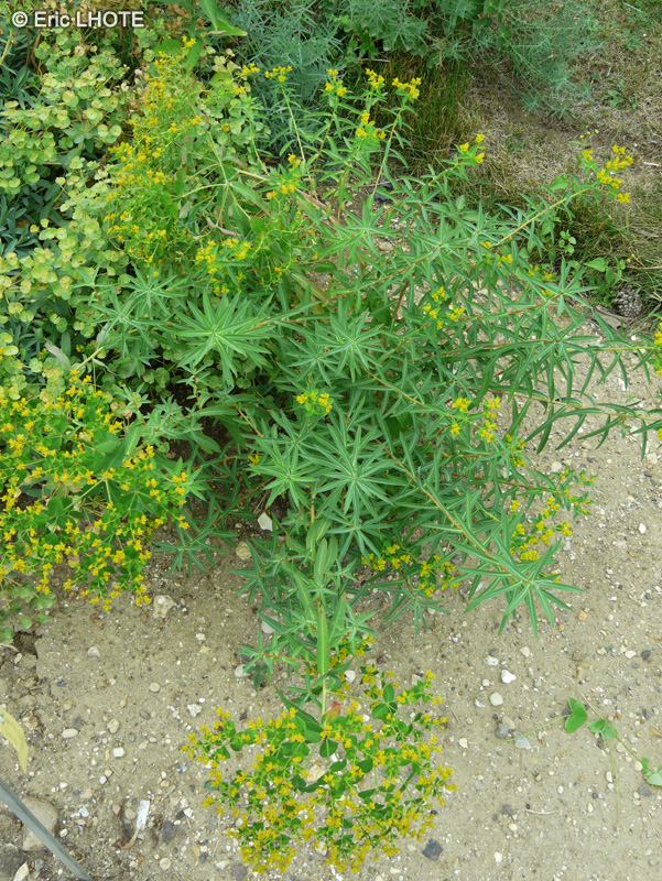 Euphorbiaceae - Euphorbia ceratocarpa - Euphorbe de Sicile