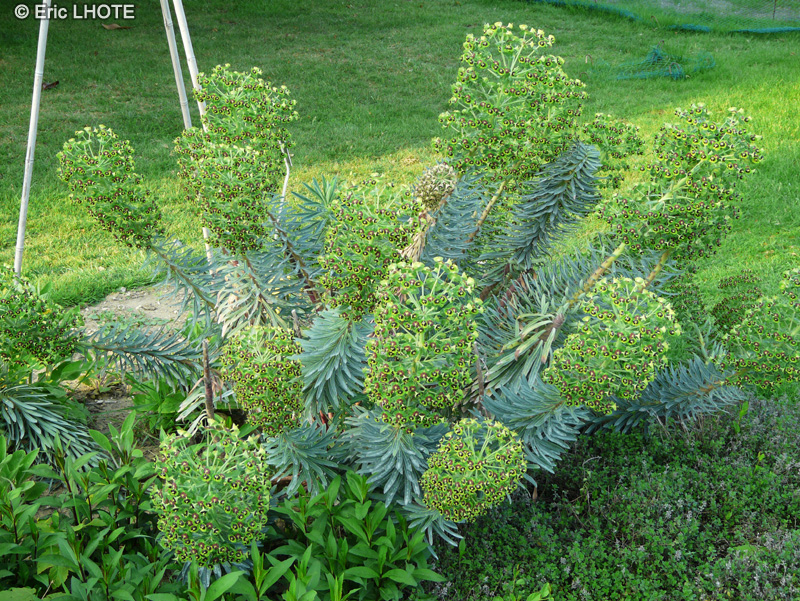  - Euphorbia characias - 