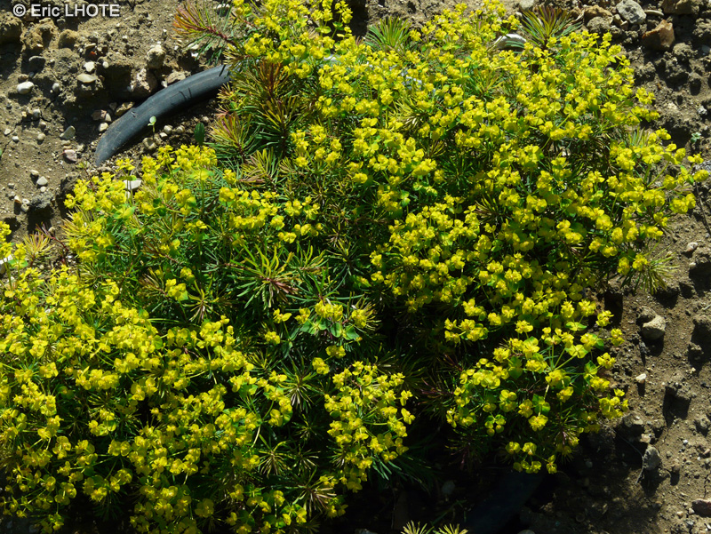 Euphorbiaceae - Euphorbia cyparissias - Euphorbe petit Cyprès