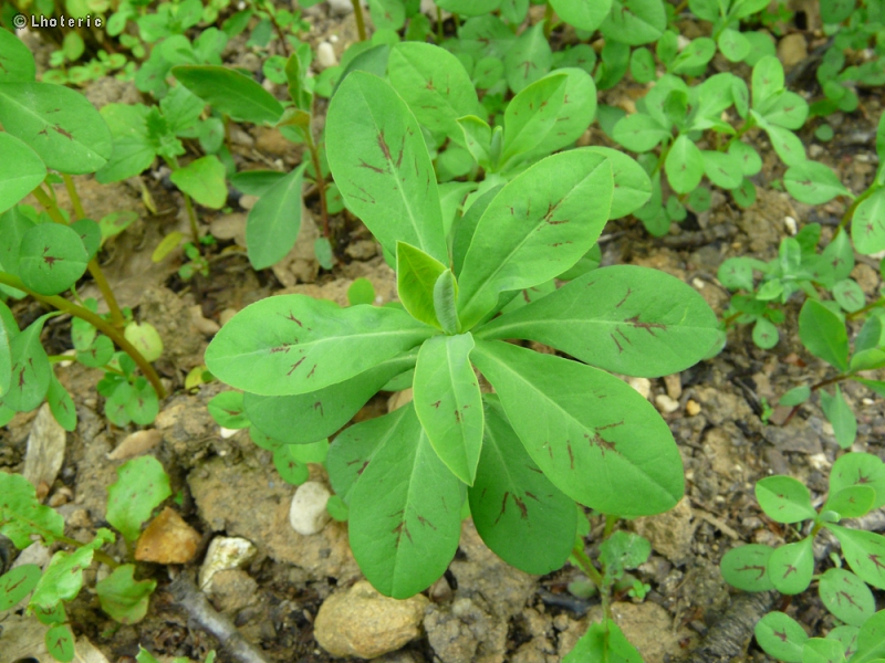  - Euphorbia dulcis ssp. incompta - 