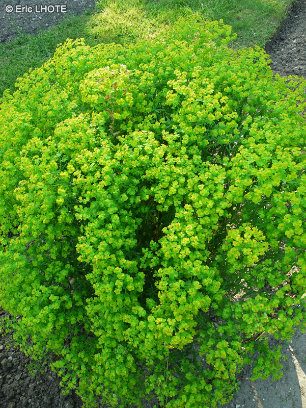 Euphorbiaceae - Euphorbia esula ssp. Tommasiniana - Euphorbe de Tommasini, Euphorbe de Waldstein, Euphorbe éffilée