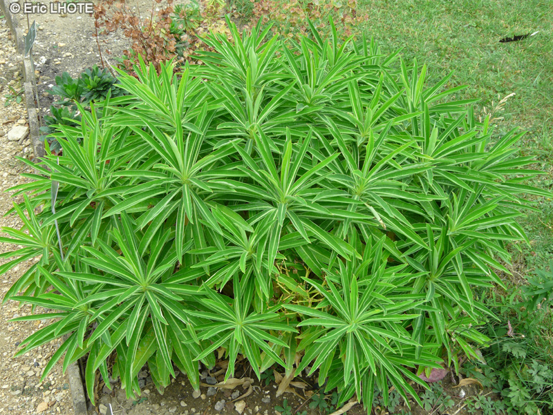  - Euphorbia mellifera - 