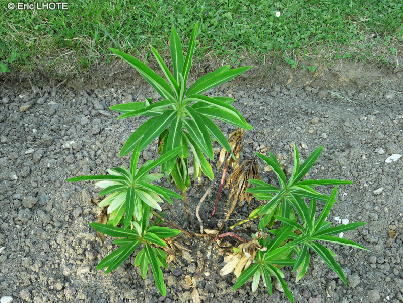 Euphorbiaceae - Euphorbia mellifera - Euphorbe mellifère