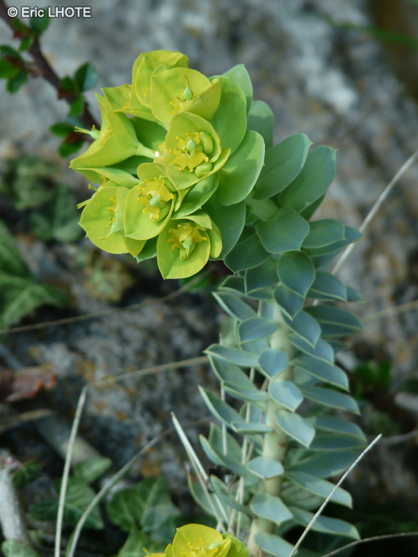  - Euphorbia myrsinites - 