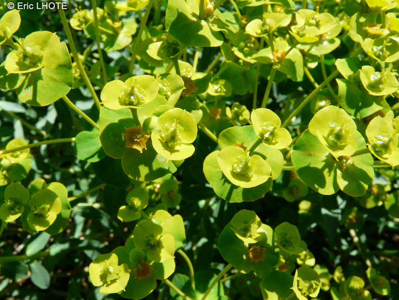  - Euphorbia nicaeensis - 