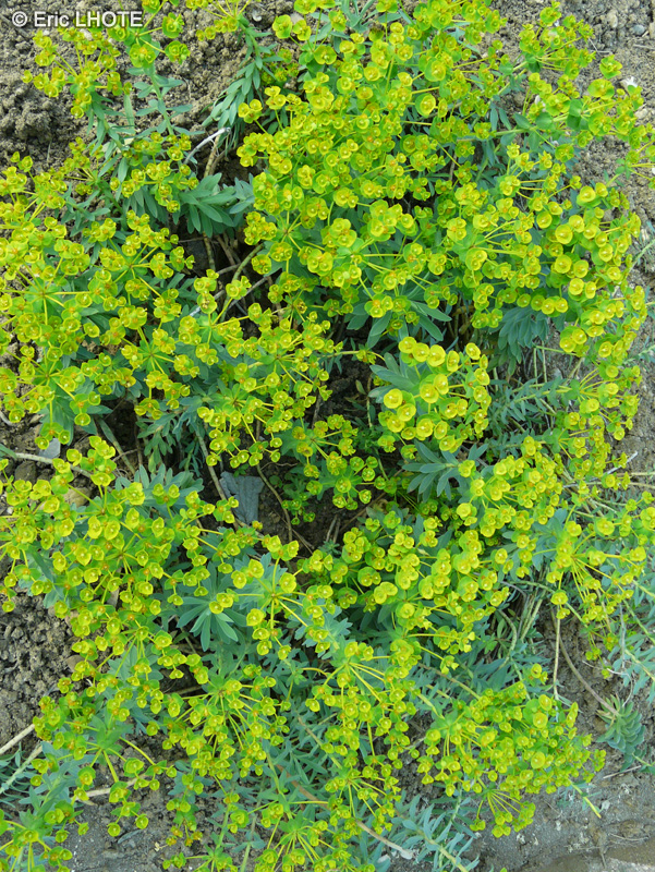 Euphorbiaceae - Euphorbia nicaeensis - Euphorbe de Nice