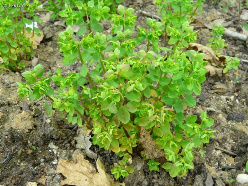 Euphorbiaceae - Euphorbia peplus - Euphorbe omblette