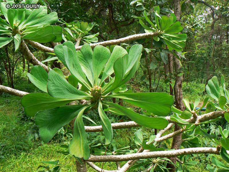  - Euphorbia poissonii - 