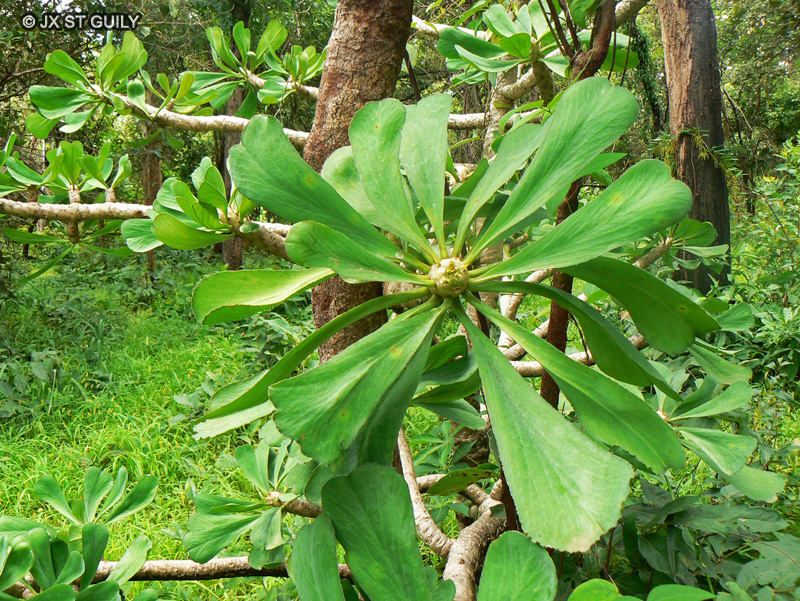 Euphorbiaceae - Euphorbia poissonii - Euphorbe candélabre
