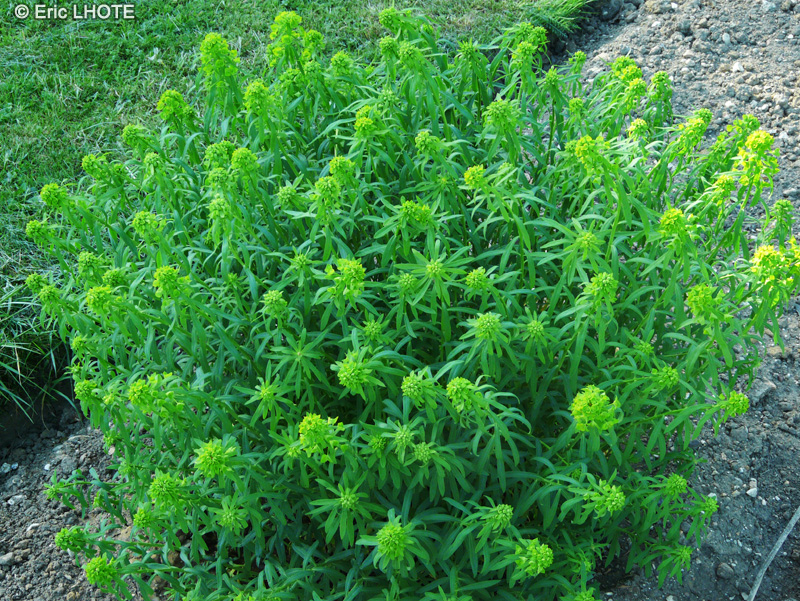 Euphorbiaceae - Euphorbia tommasiniana - Euphorbe éffilée