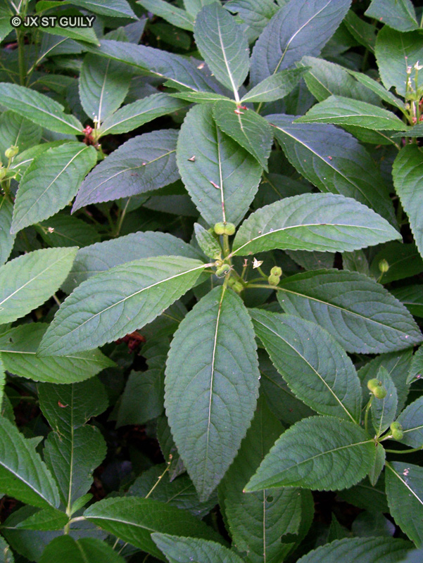 Euphorbiaceae - Mercurialis perennis - Mercuriale vivace