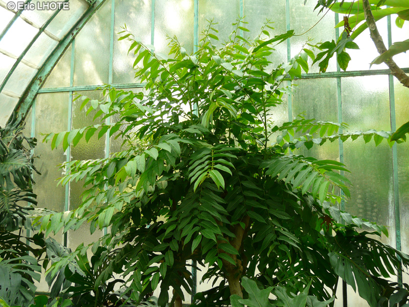 Euphorbiaceae - Phyllanthus grandifolius - Girembellier à grande fleur