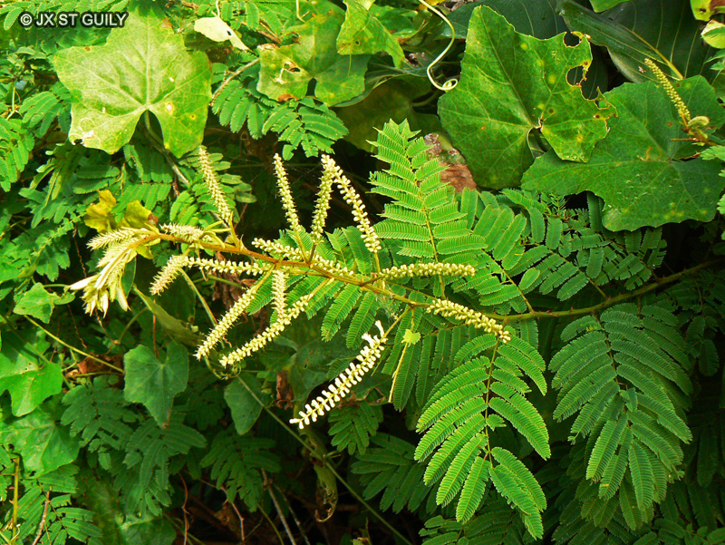 Fabaceae - Acacia ataxacantha - Arbre à fièvre