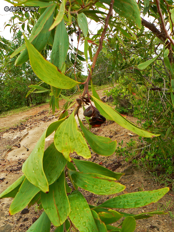 Fabaceae - Acacia mangium, Racosperma mangium - Acacia, Mimosa à Cachou, Cassier, Mimosa