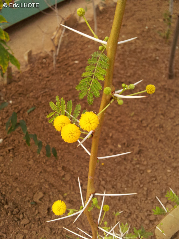 Fabaceae - Acacia seyal - Acacia