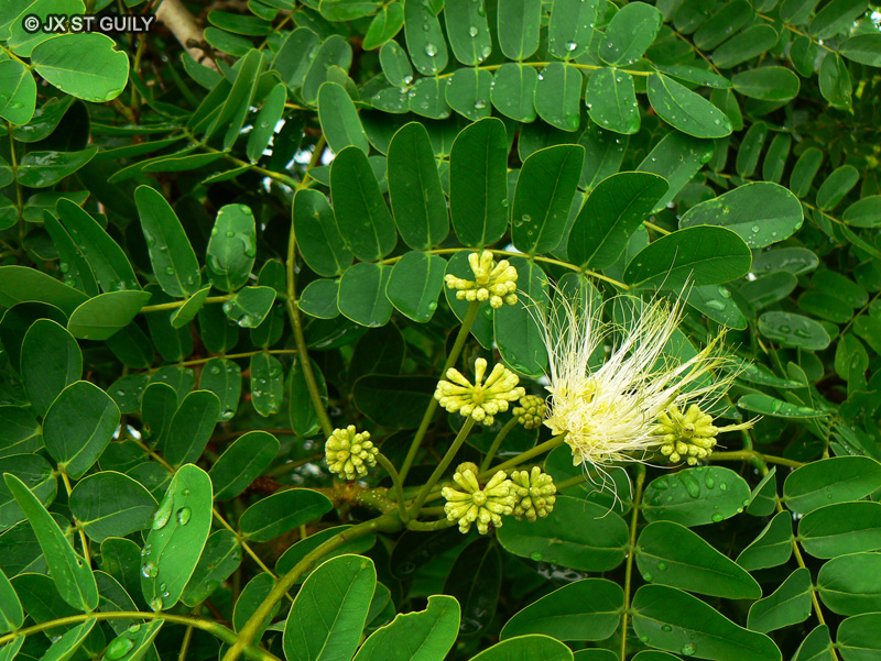 Fabaceae - Albizia lebbeck - Albizia, Bois noir