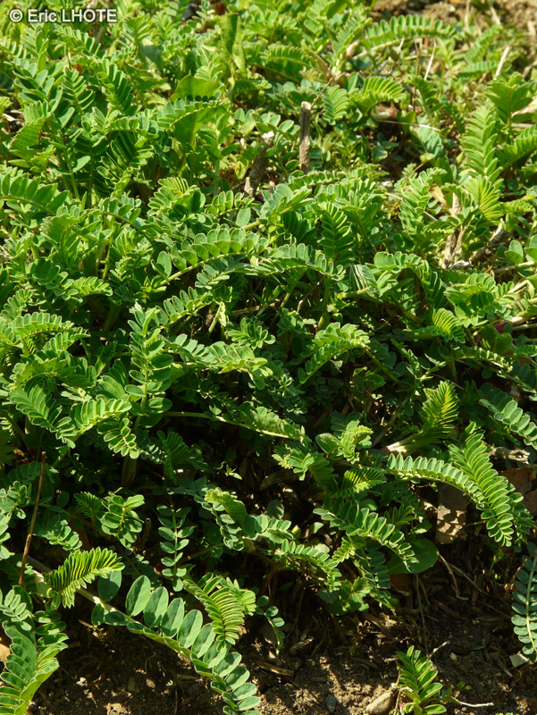 Fabaceae - Astragalus galegiformis - Astragale à forme de galéga