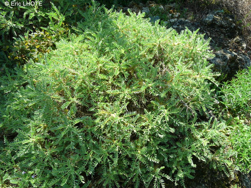 Fabaceae - Astragalus macrocephalus - Astragale macrocéphale