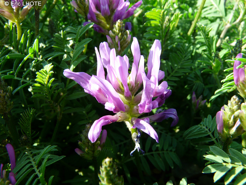  - Astragalus onobrychis - 