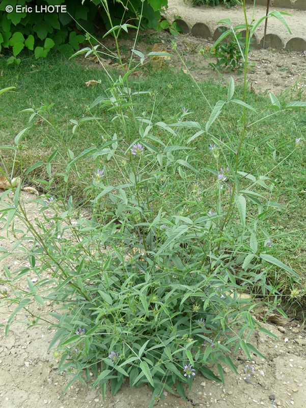 Fabaceae - Biserrula pelecinus - Astragale double scie, Bisserule en forme de hache