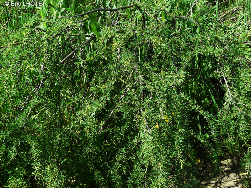 Fabaceae - Caragana pygmaea - Caragan nain