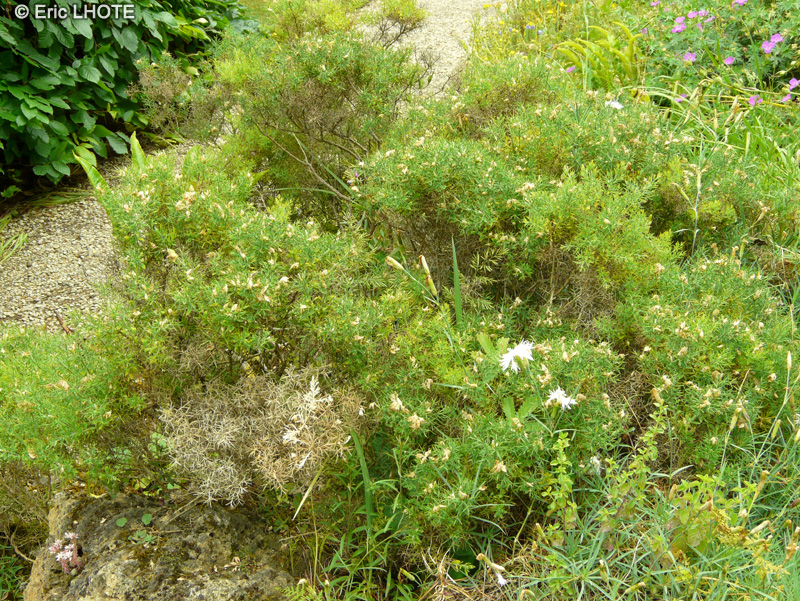 Fabaceae - Genista pulchella - Genêt de Villars