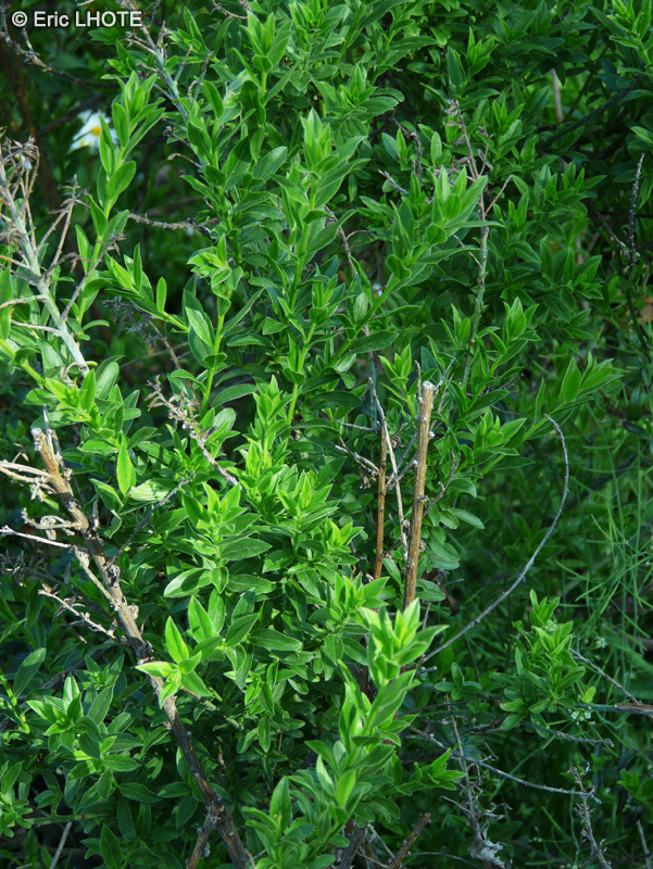 Fabaceae - Genista tinctoria - Genêt des teinturiers
