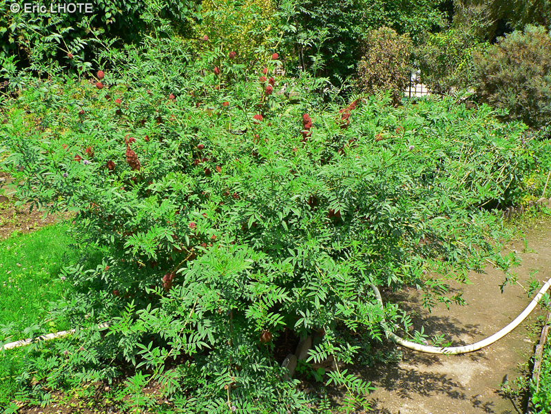 Fabaceae - Glycyrrhiza echinata, Glycyrrhiza muricata - Réglisse romaine, Réglisse hérissone