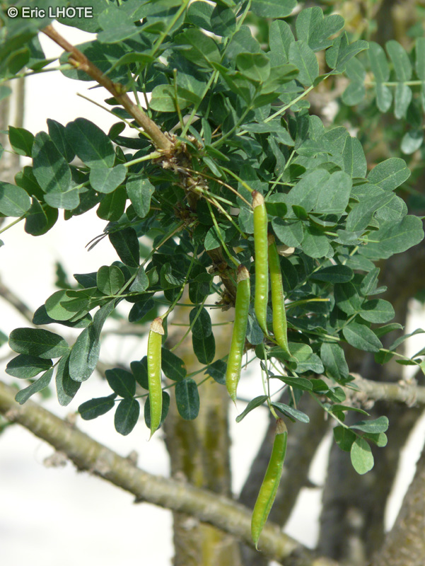 Fabaceae - Halimodendron halodendron, Halimodendron argenteum - Caragana argenté