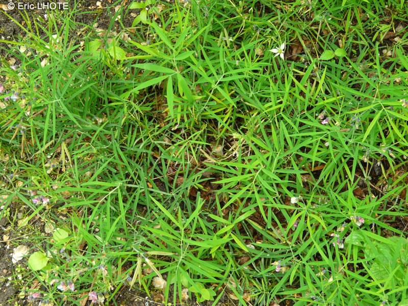 Fabaceae - Lathyrus linifolius - Gesse à feuilles de lin, Gesse des montagnes