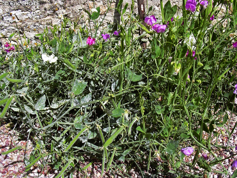 Fabaceae - Lathyrus odoratus - Pois de senteur